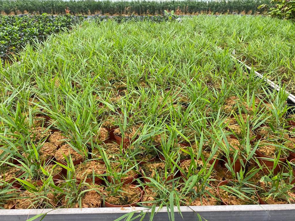 Hakonechloa macra, Siergras, Enlèvement, Graminées ornementales