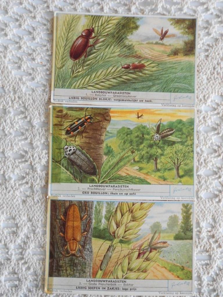 3 prenten van Liebig uit de reeks "Landbouwparasieten"., Verzamelen, Foto's en Prenten, Gebruikt, Ophalen of Verzenden, 1940 tot 1960