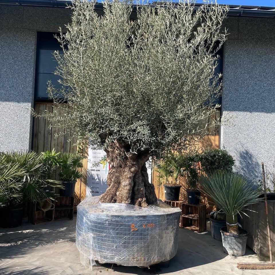 MEGA olijfboom aan SUPER PRIJS, Tuin en Terras, Planten | Bomen, Olijfboom, Ophalen