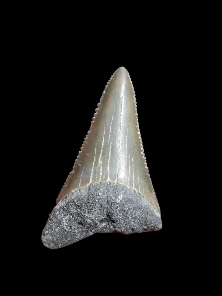 2) Grand carcharodon carcharias (requin blanc) de Bone Valle, Enlèvement ou Envoi, Fossile
