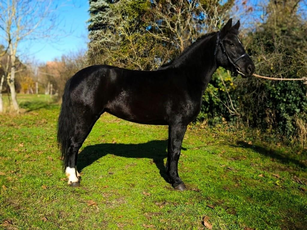 Chevaux, Dieren en Toebehoren, Minder dan 160 cm, B, 3 tot 6 jaar, Merrie
