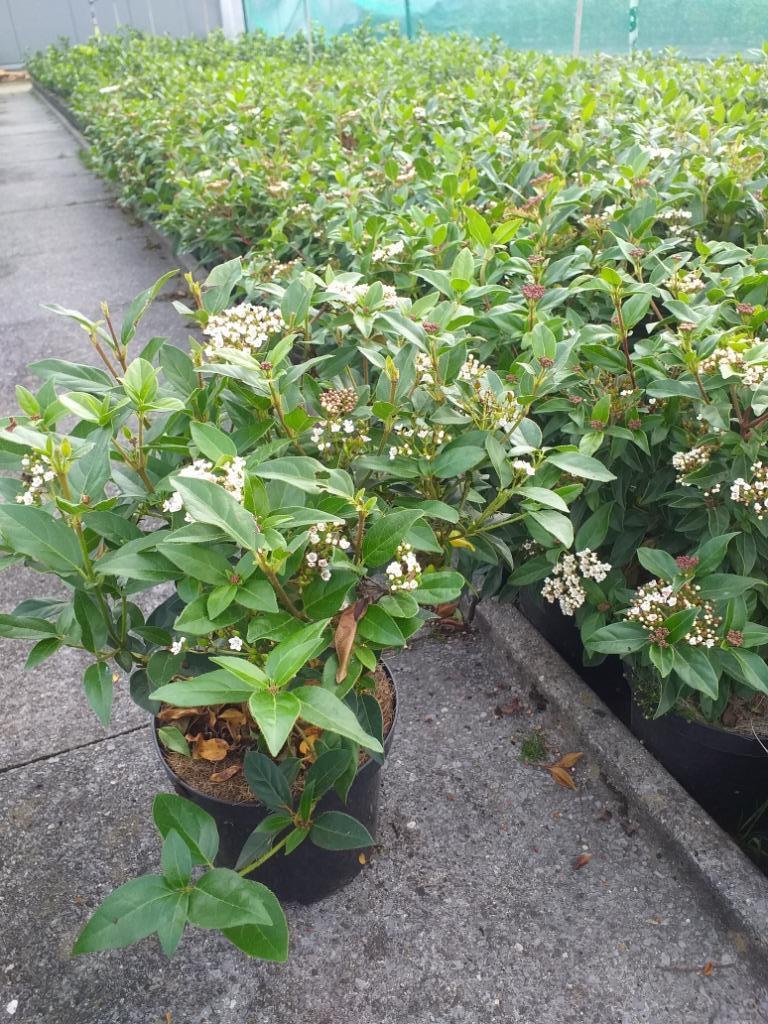 Viburnum tinus, Ophalen