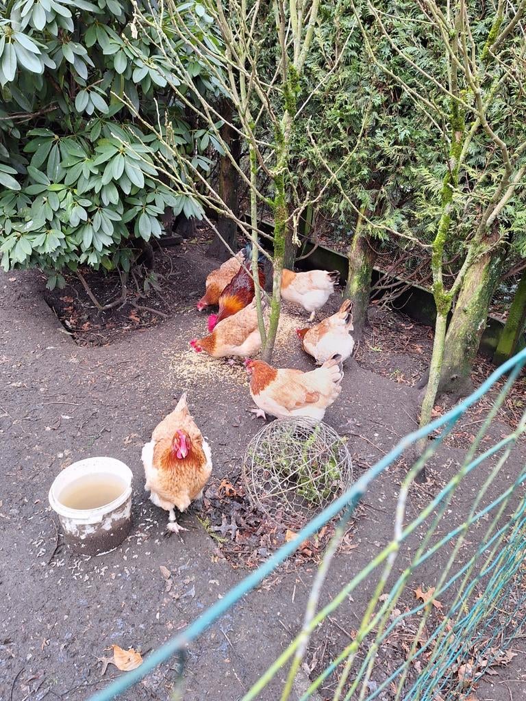 Marans tarwe broedeieren