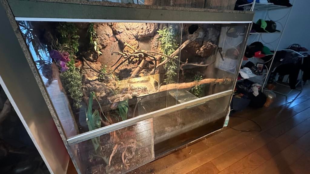Speciaal terrarium voor basilicumveren, Ophalen, Gebruikt, Terrarium of Paludarium