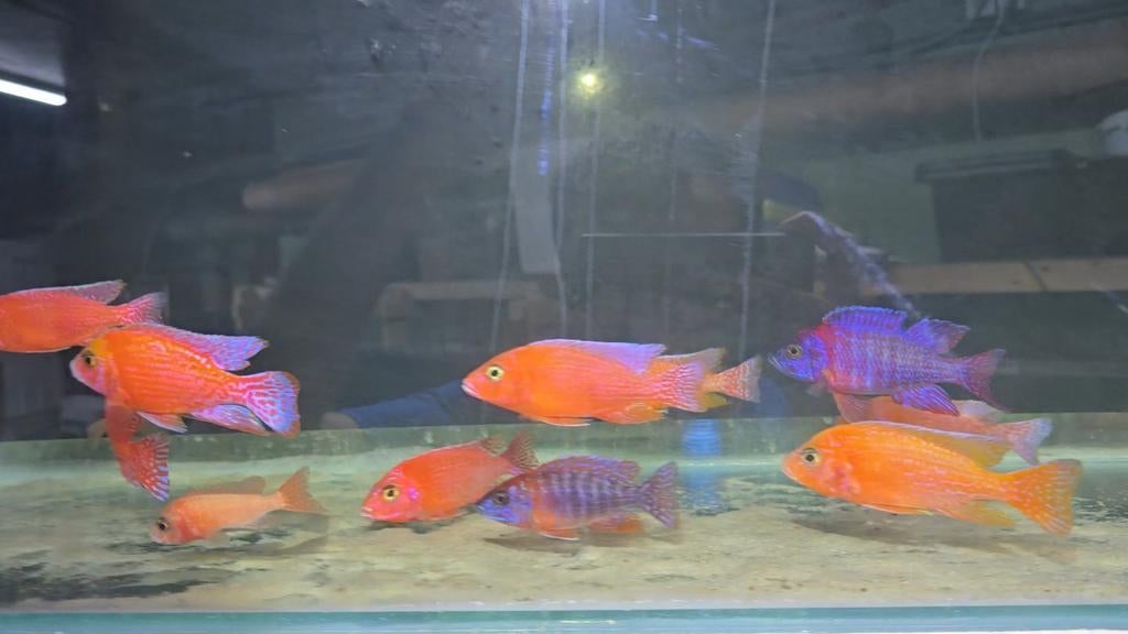 Malawi aulonocara fire fish, Dieren en Toebehoren