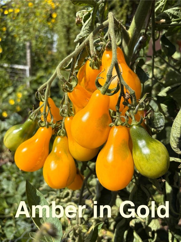 Amber in gold - tomaat zaden en vele andere soorten tomaten., Tuin en Terras, Verzenden, Voorjaar, Volle zon, Zaad