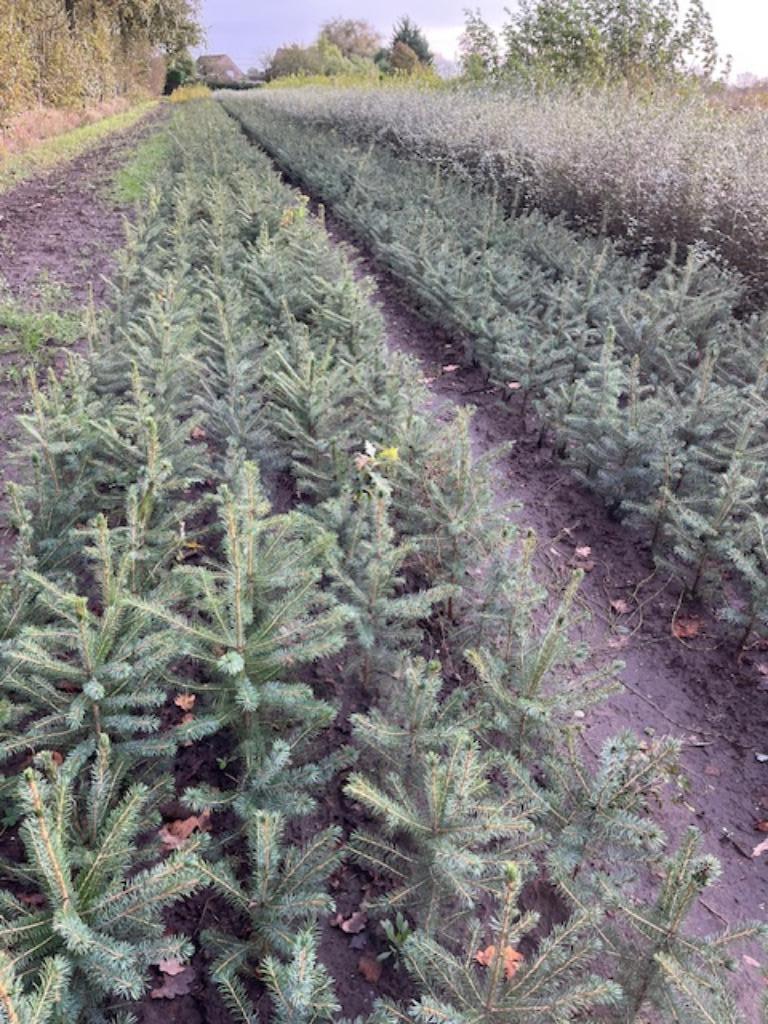 Zilverspar Picea omorika, kerstboom plantgoed, Tuin en Terras, Ophalen