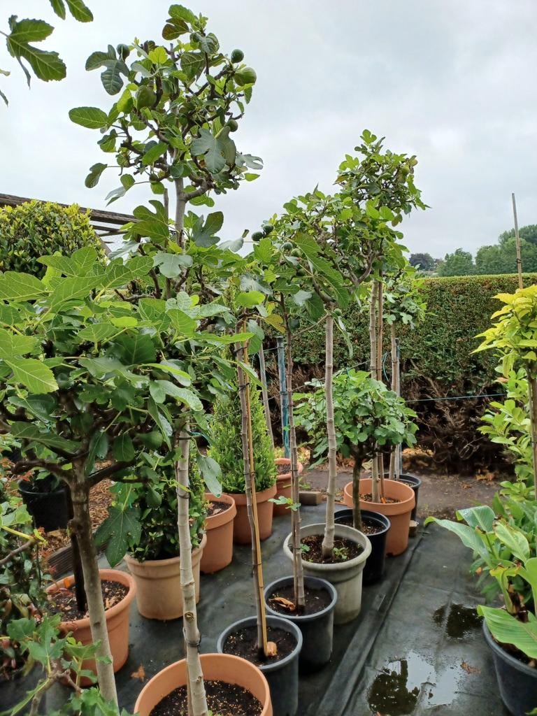 Vijgenbomen - ficus carica, Enlèvement, En pot