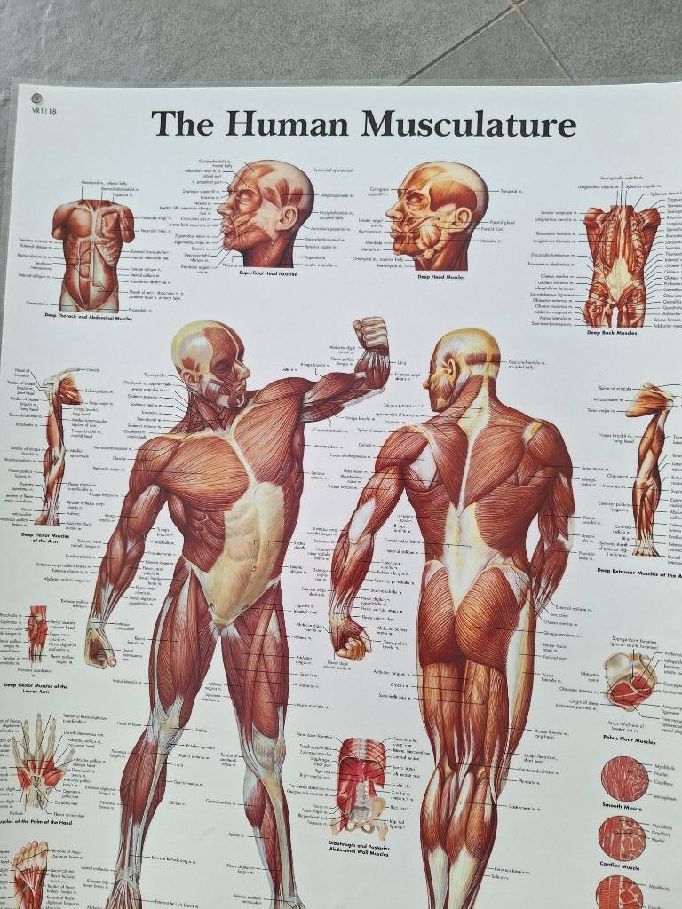 wandplaat (human musculature), Ophalen, Zo goed als nieuw