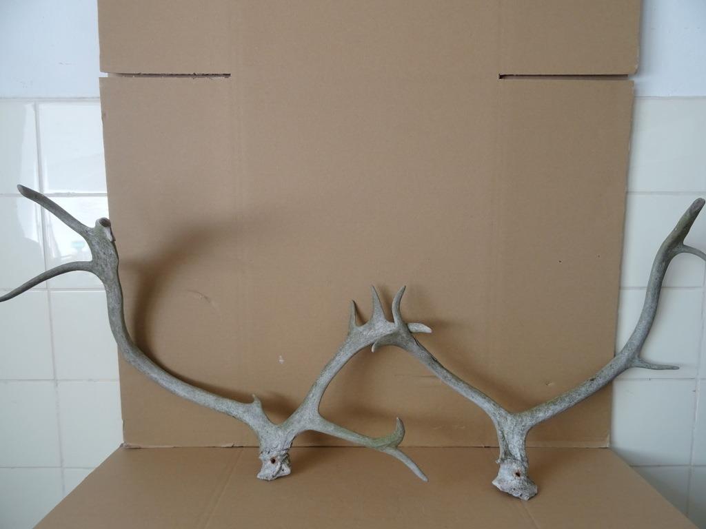 Curiosa groot gewei geweien hertengewei gewei bok hert 59cm, Verzamelen, Dierenverzamelingen, Ophalen of Verzenden, Gebruikt, Hert