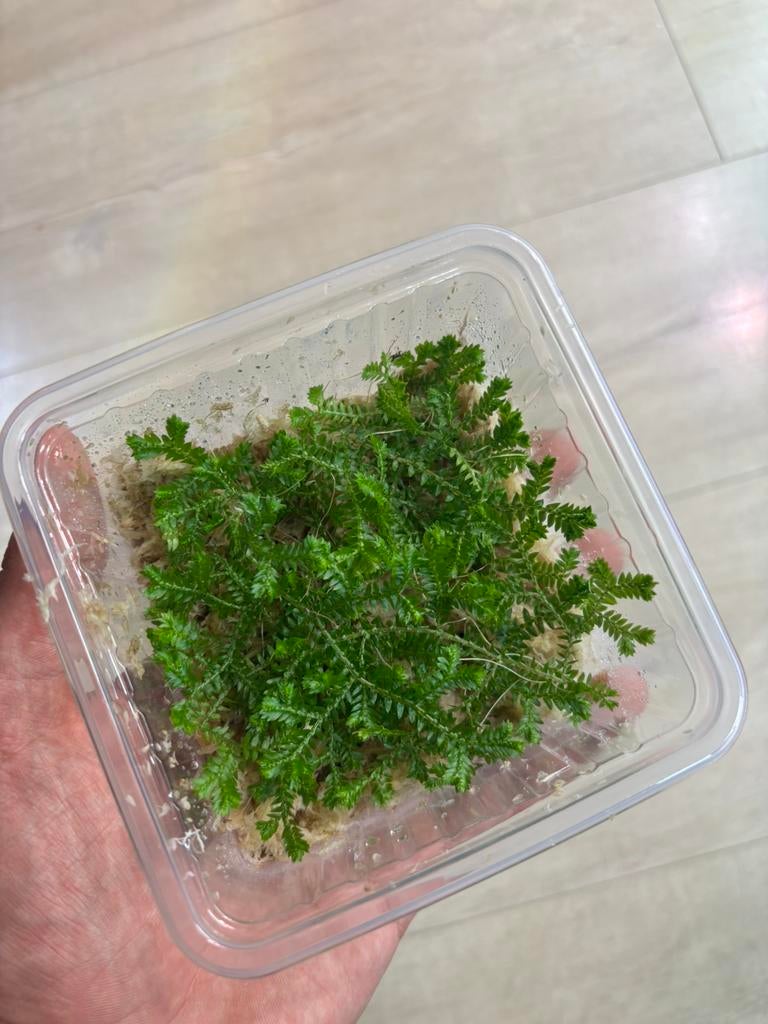 Terrarium plant (selaginella kraussiana), Dieren en Toebehoren, Ophalen of Verzenden, Nieuw, Tak, Plant, Rots of Steen