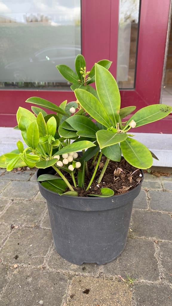 Skimmia japonica, een populaire, groenblijvende heester, Tuin en Terras, Ophalen