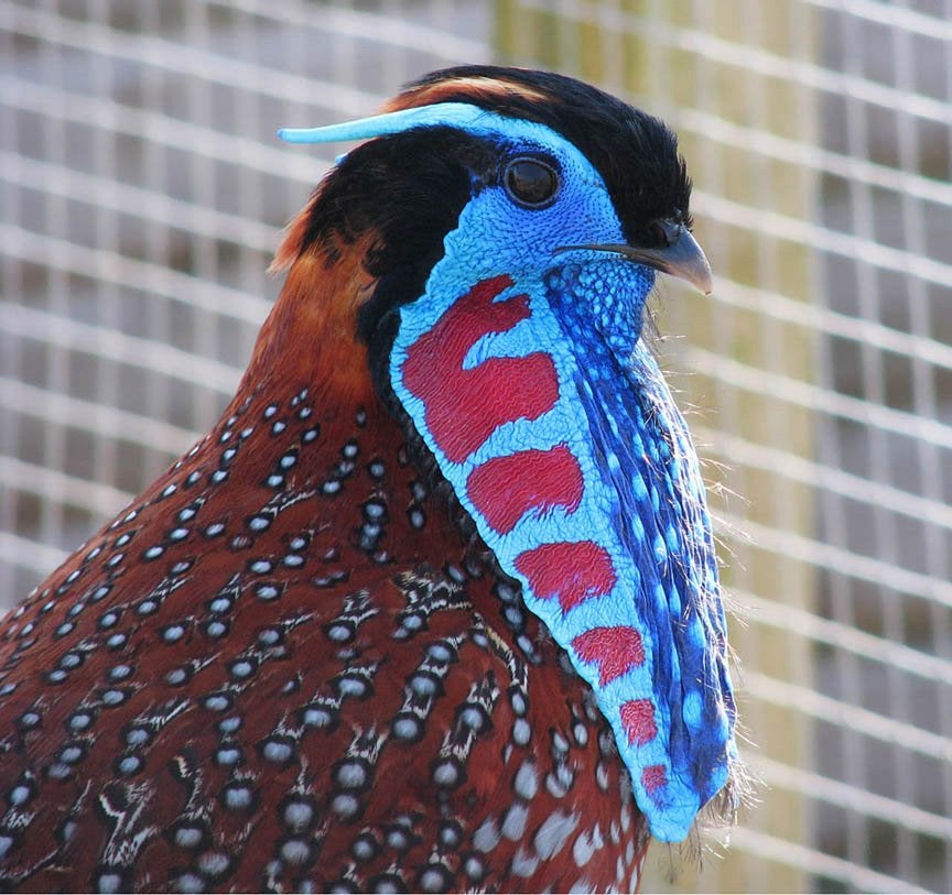 Temminck tragopaan TRT fazant, Animaux & Accessoires, Plusieurs animaux, Oiseau tropical, Domestique