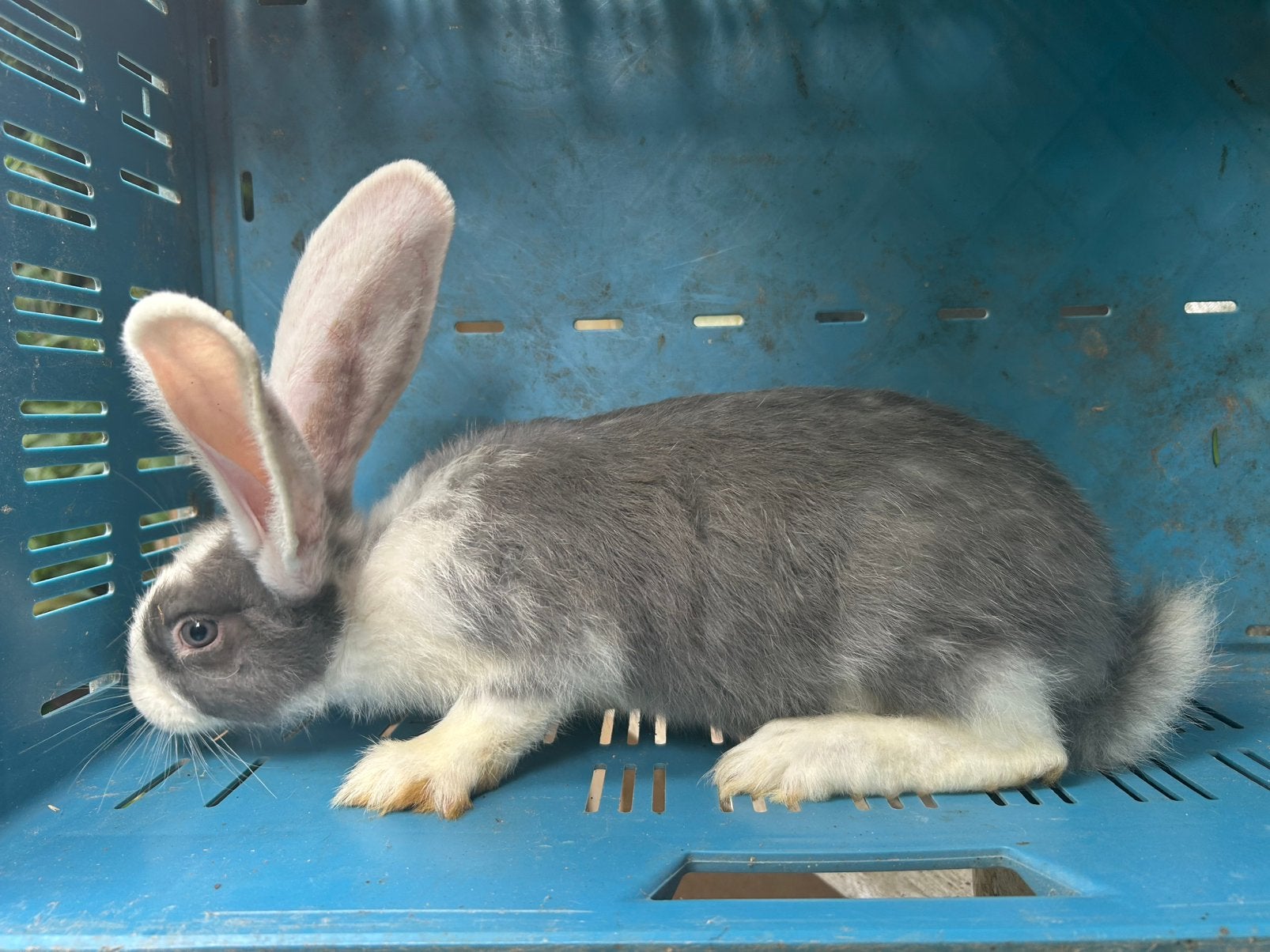 Géant allemand - Bélier, Animaux & Accessoires, Mâle, Grand, 0 à 2 ans