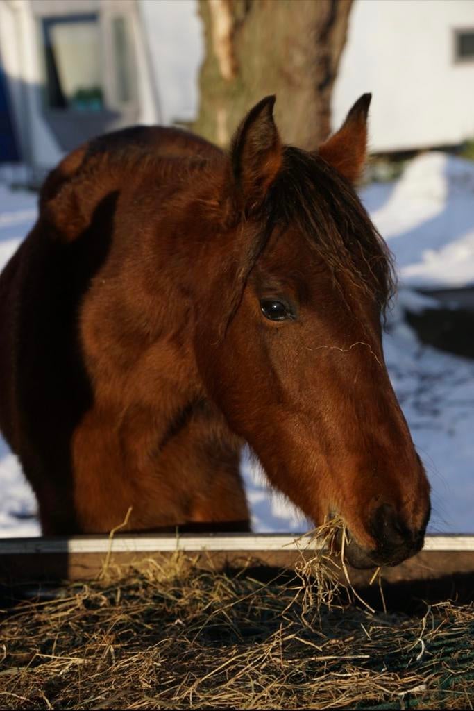 Lieve, zachte 2-jarige PRE hengst, Animaux & Accessoires, Chevaux, Étalon
