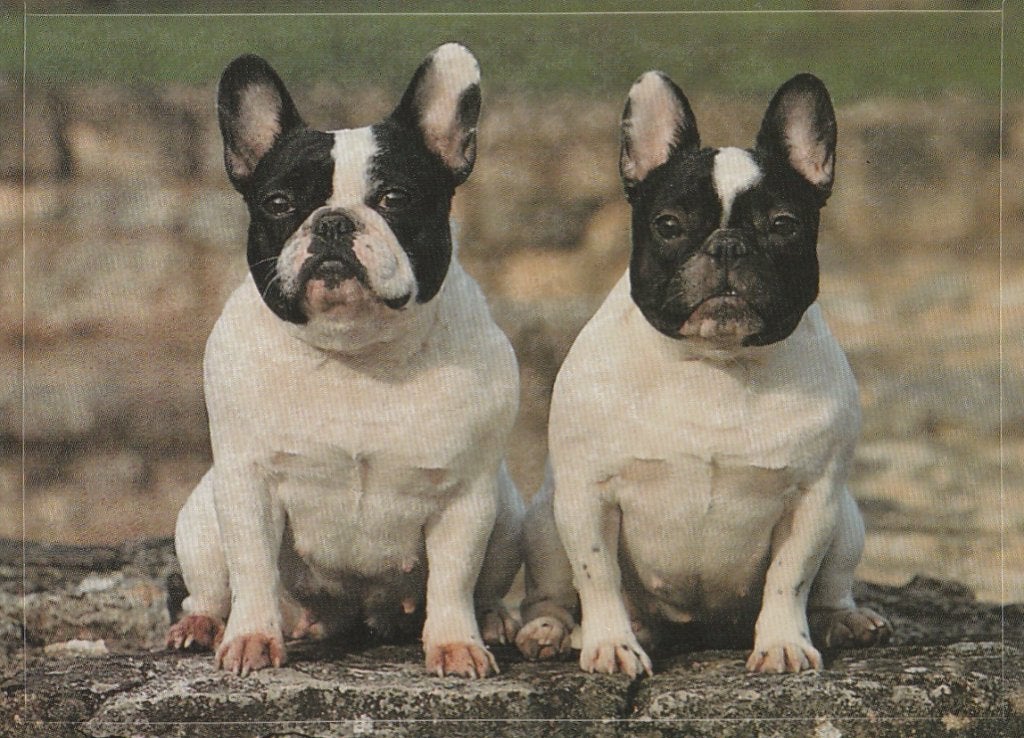 CHROMO  FRANSE  BULLDOG'S, Verzenden, Nieuw, Dier, Prent