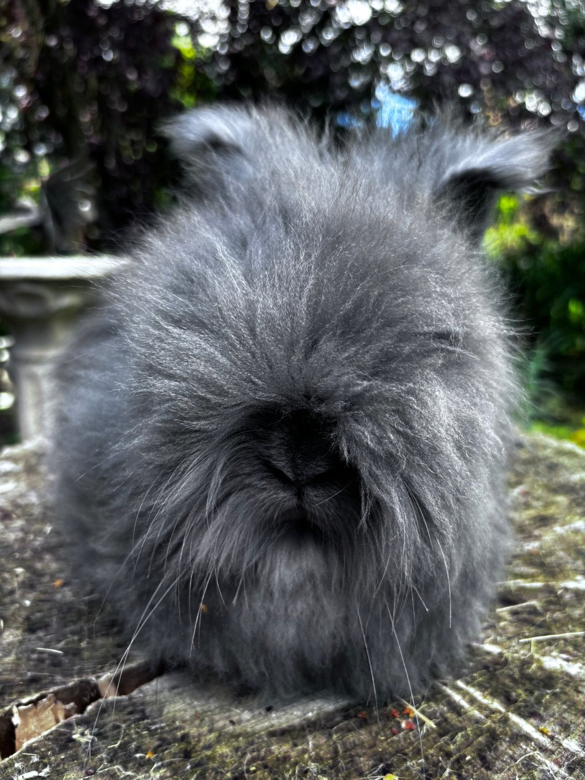 Engelse angora konijn, raszuiver, Dieren en Toebehoren, Konijnen, Mannelijk, Middelgroot, 0 tot 2 jaar