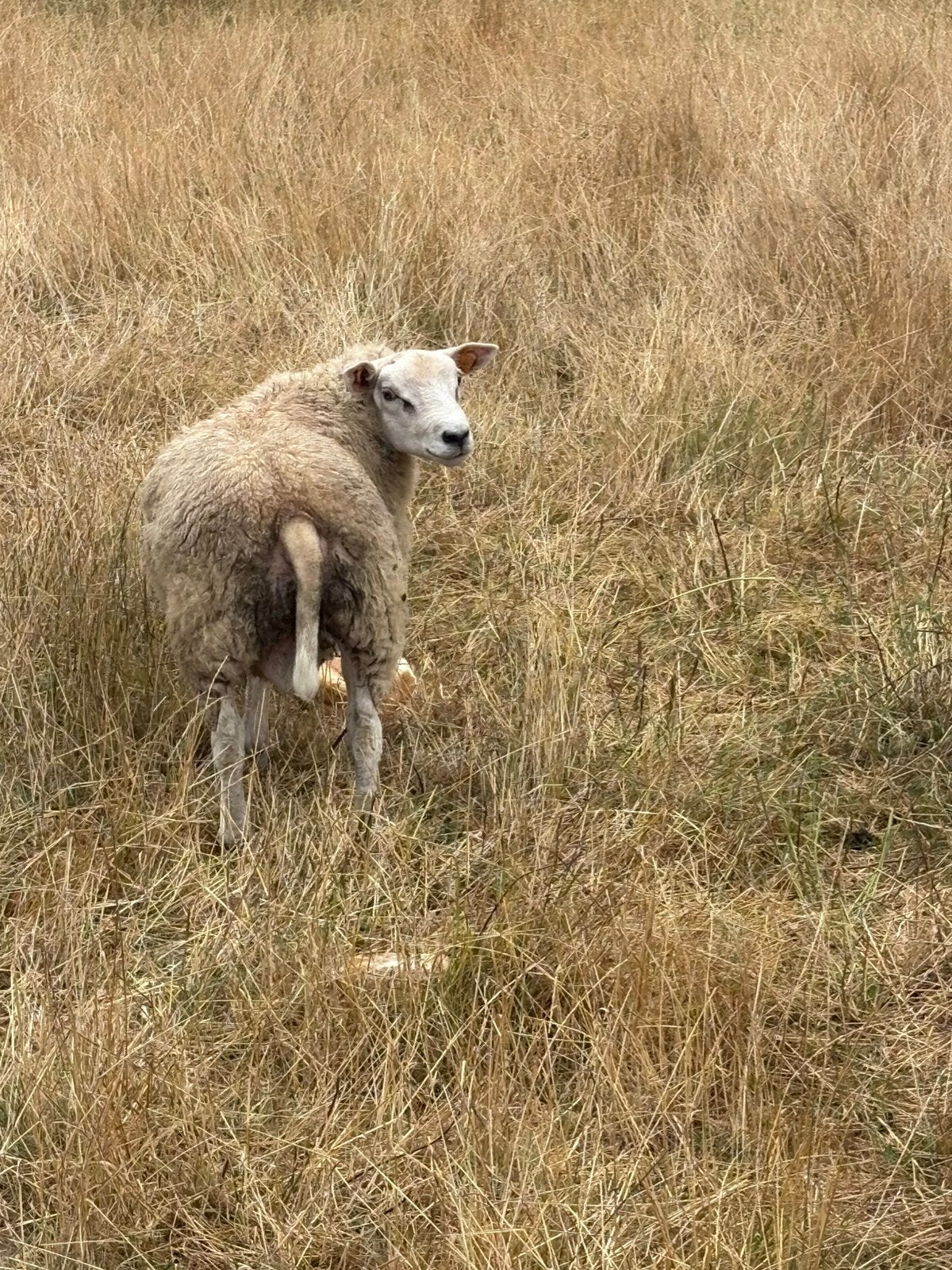 Schapen ram franse Texel