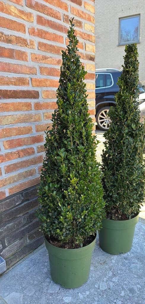 Buxus 100cm, Tuin en Terras, Ophalen, Buxus