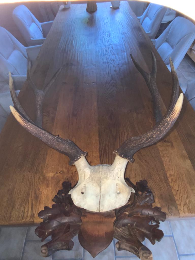 MAGNIFIQUE TROPHEE DE CERF ÉTAPHE 10CORS AUTHENTIQUE 1941/42, Enlèvement, Comme neuf, Cerf