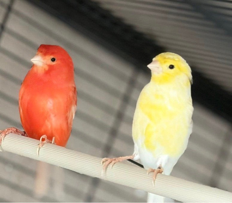 Couple canarien, Animaux & Accessoires, Oiseaux | Canaris