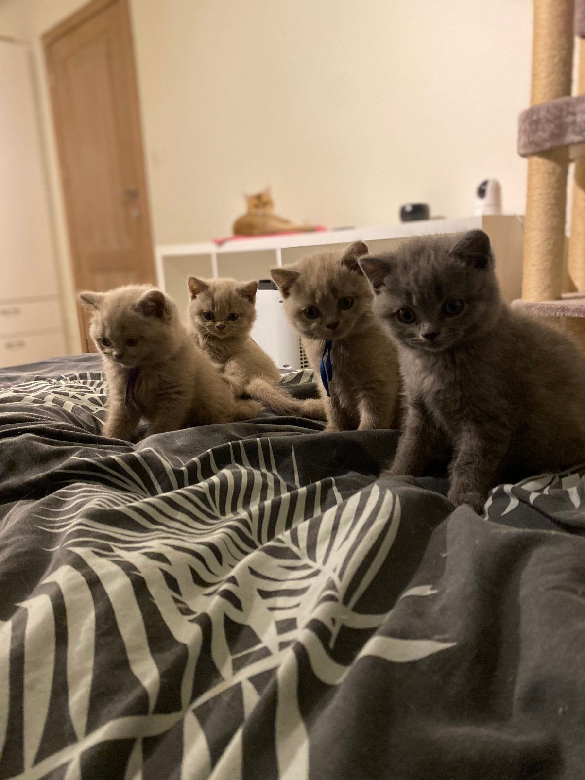 Britse korthaar kittens met stamboom, Kater, Met stamboom, 0 tot 2 jaar