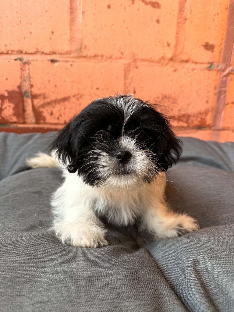 Shih Tzu pups, Dieren en Toebehoren, Honden | Chihuahua's en Gezelschapshonden, België, Overige rassen, CDV (hondenziekte), 8 tot 15 weken