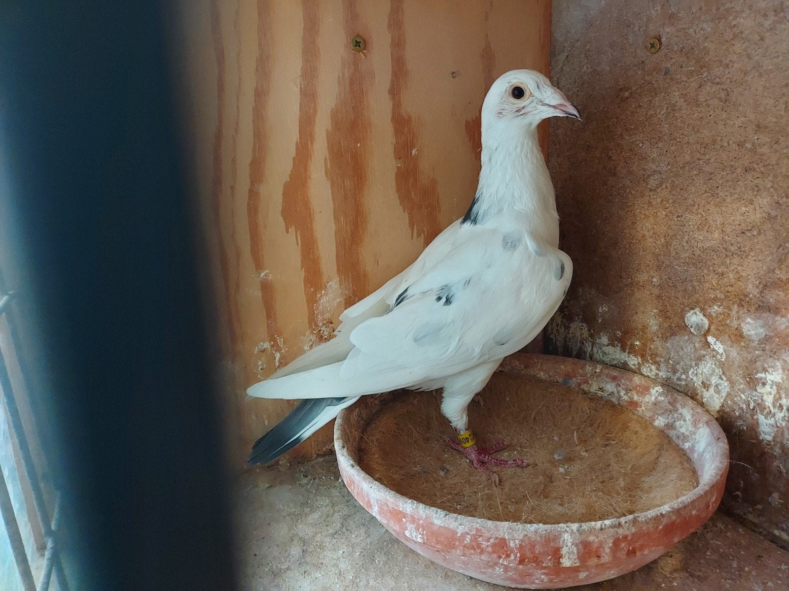 witte duivin 2024, Dieren en Toebehoren, Vrouwelijk, Postduif