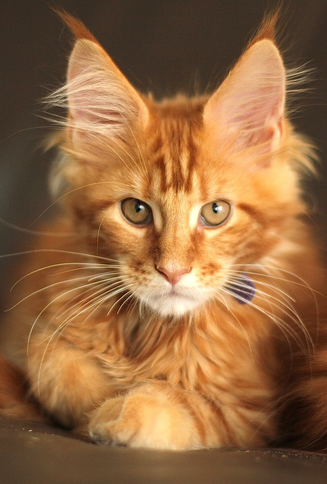 Maine Coon kittens: officiële stamboom, kampioensbloedlijnen, Dieren en Toebehoren, Meerdere dieren, Met stamboom, 0 tot 2 jaar