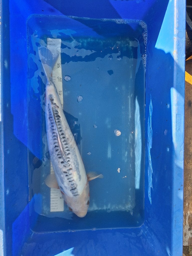 3 japanse koi, Animaux & Accessoires, Carpe ou Koï