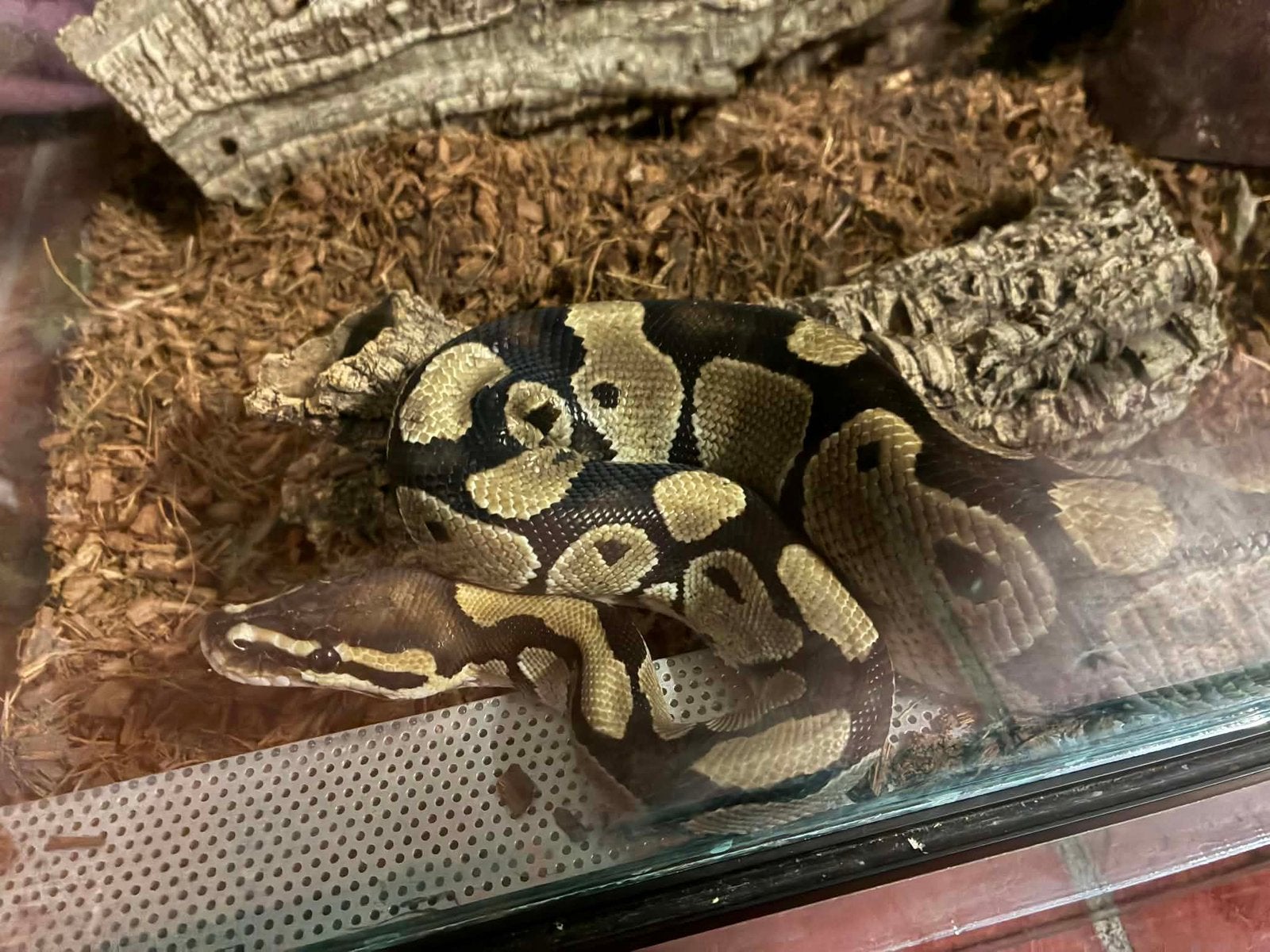 Python regius, Animaux & Accessoires, Insectes & Araignées