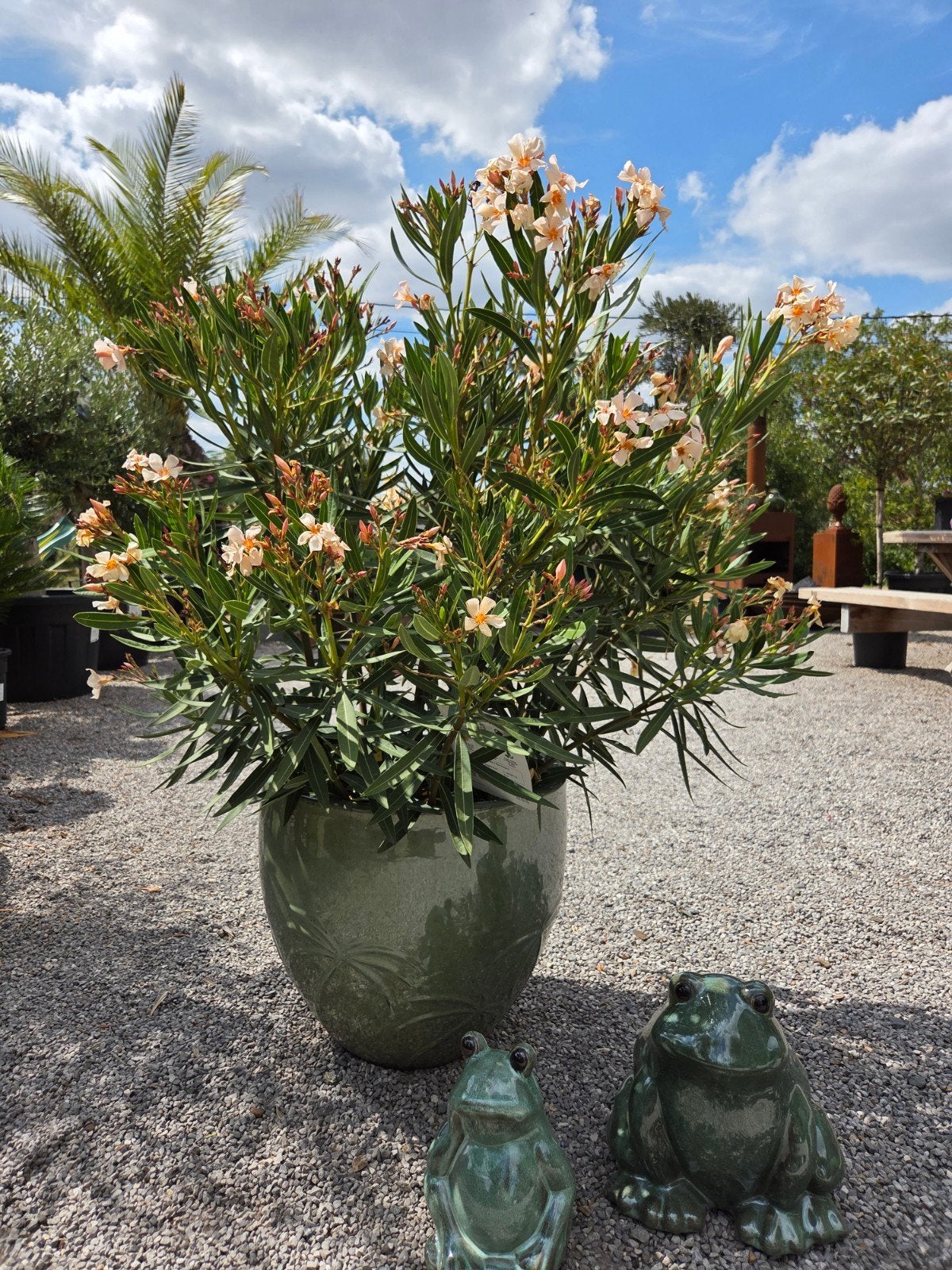 Nerium Oleander Kleur geel, Tuin en Terras, Planten | Bomen, Ophalen