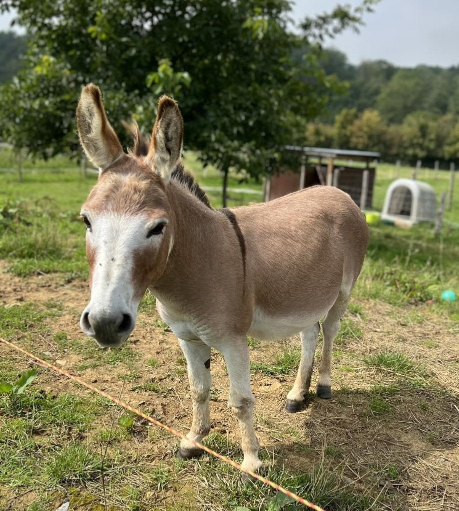 Ane micro miniature, Animaux & Accessoires, Chevaux, Étalon, Avec pedigree, 11 ans ou plus