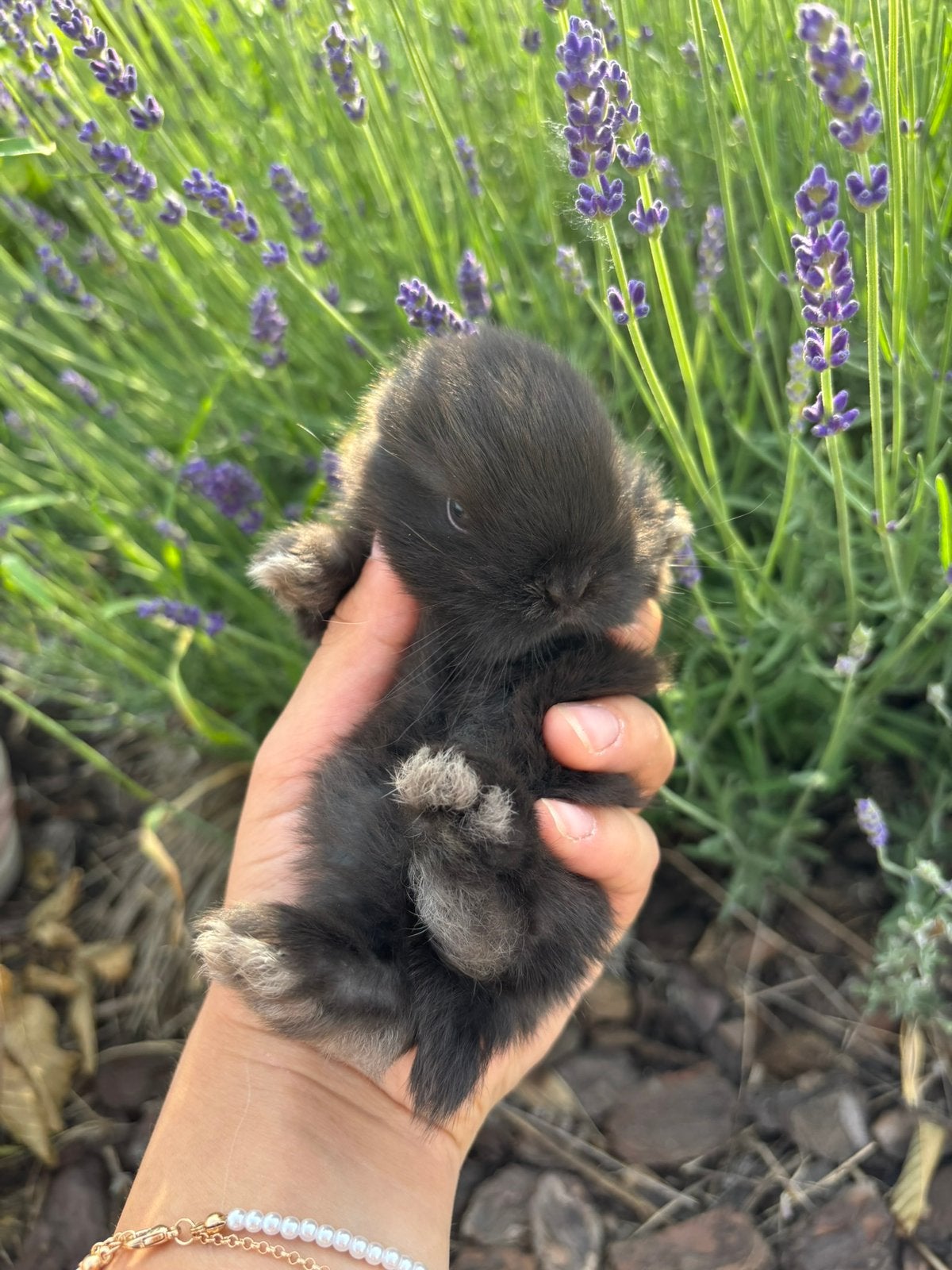 Minilop koppel (ram naar keuze), Plusieurs animaux, Nain, Oreilles tombantes, 0 à 2 ans