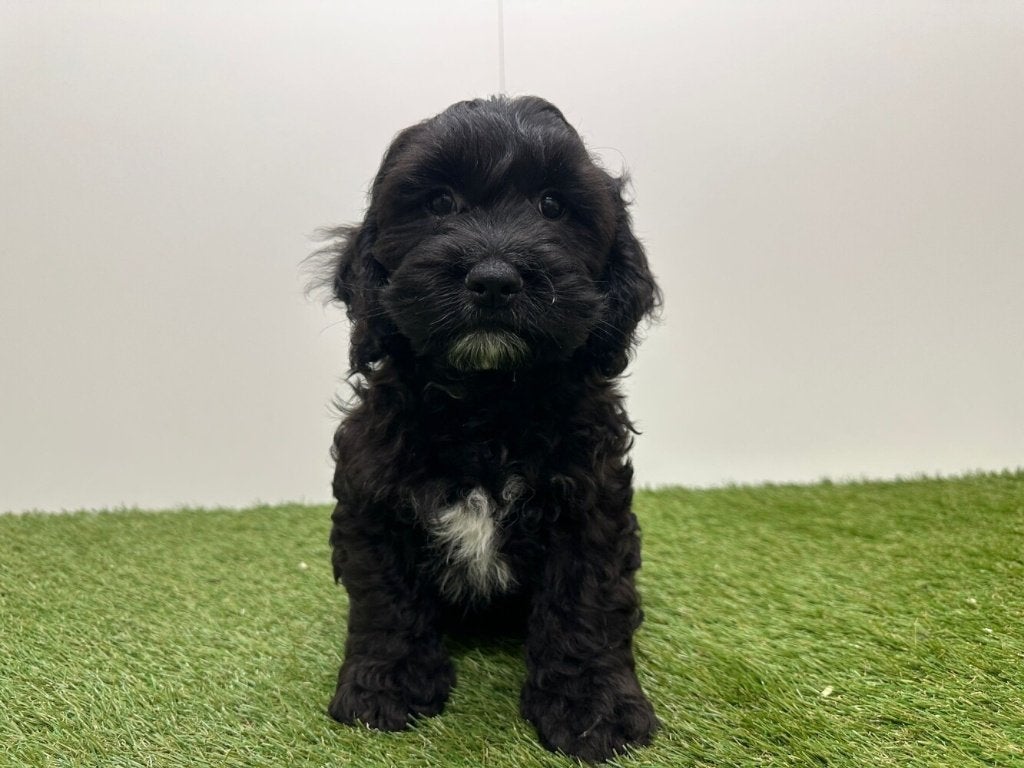 Portée de chiots Cockapoo - Cocker Americain & Caniche nain, Plusieurs, Hépatite contagieuse (maladie de Rubarth), Belgique, Plusieurs animaux