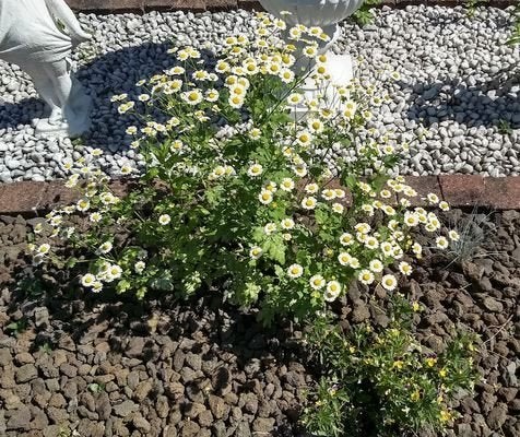 Moederkruid - Tanacetum parthenium (vaste plant), Ophalen, Vaste plant, Halfschaduw