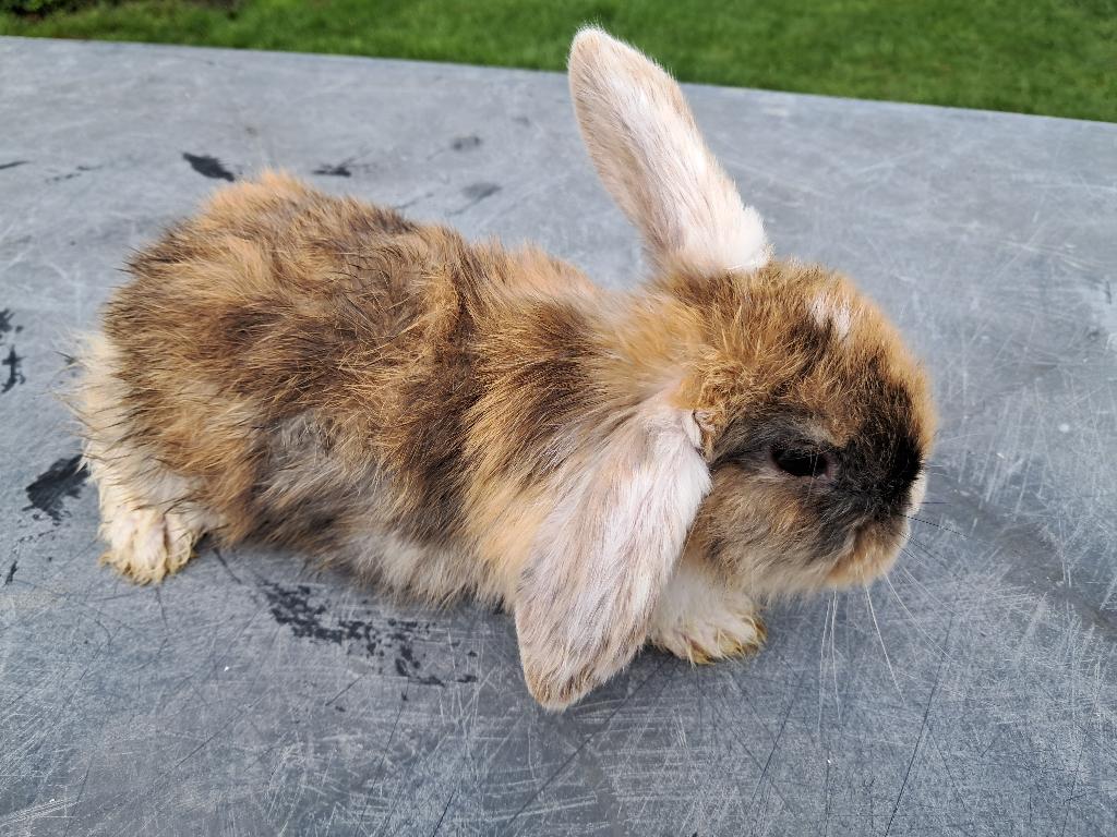 Dwergkonijntjes, Dieren en Toebehoren, April