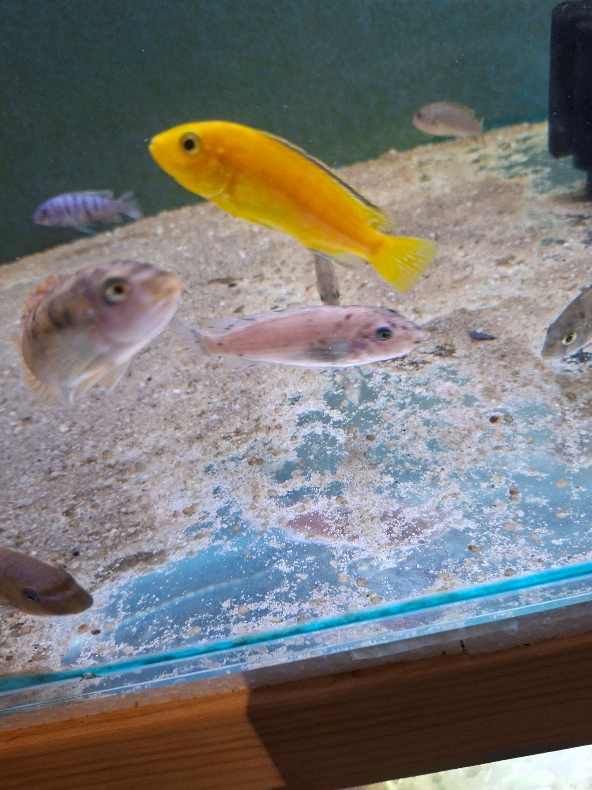 cichlides malawi labidochromis caeruleus, Dieren en Toebehoren