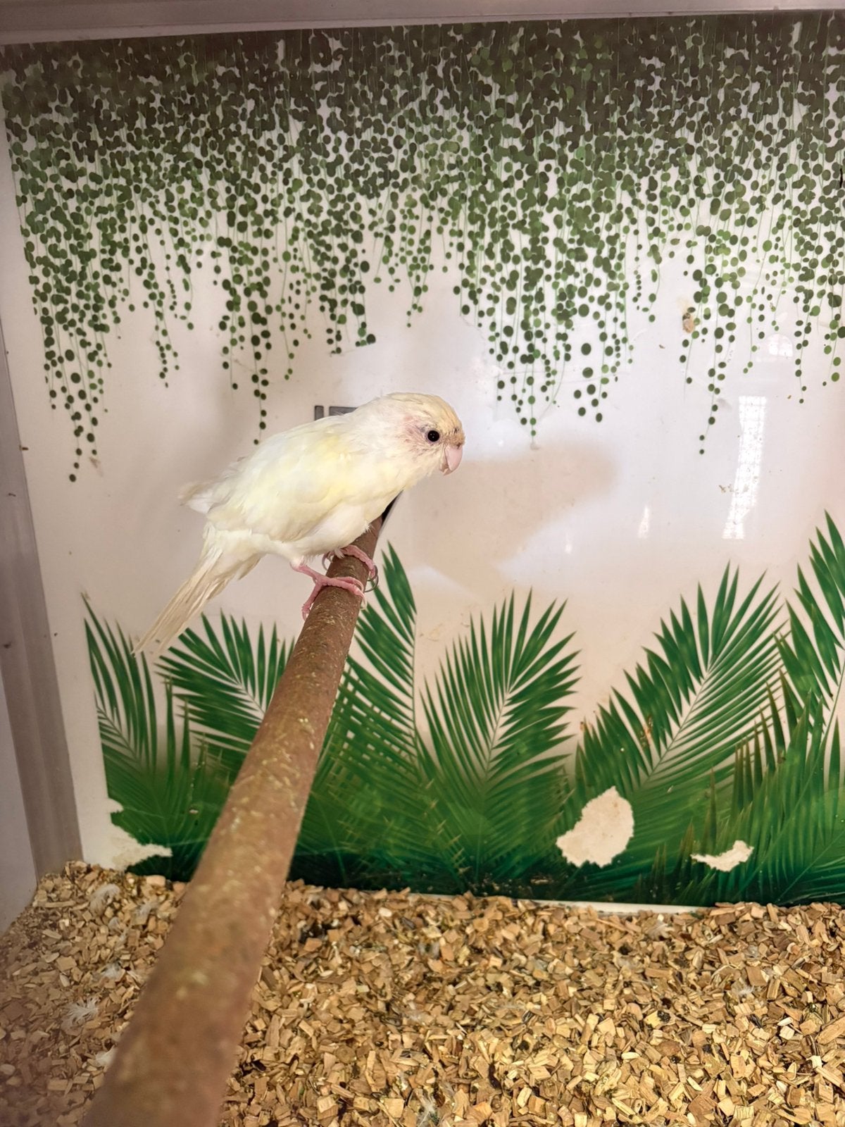 Kakariki, Dieren en Toebehoren, Geringd