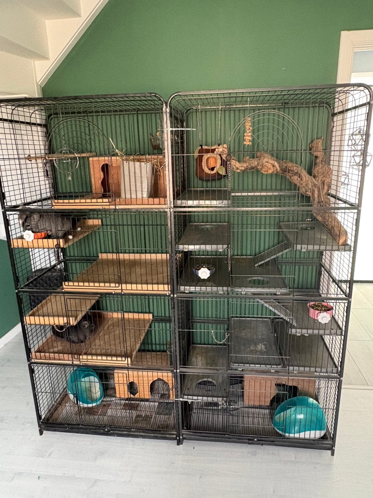 3 chinchilla's met kooi en veel accesoires, Animaux & Accessoires, Enlèvement, Comme neuf, Cage, Chinchilla