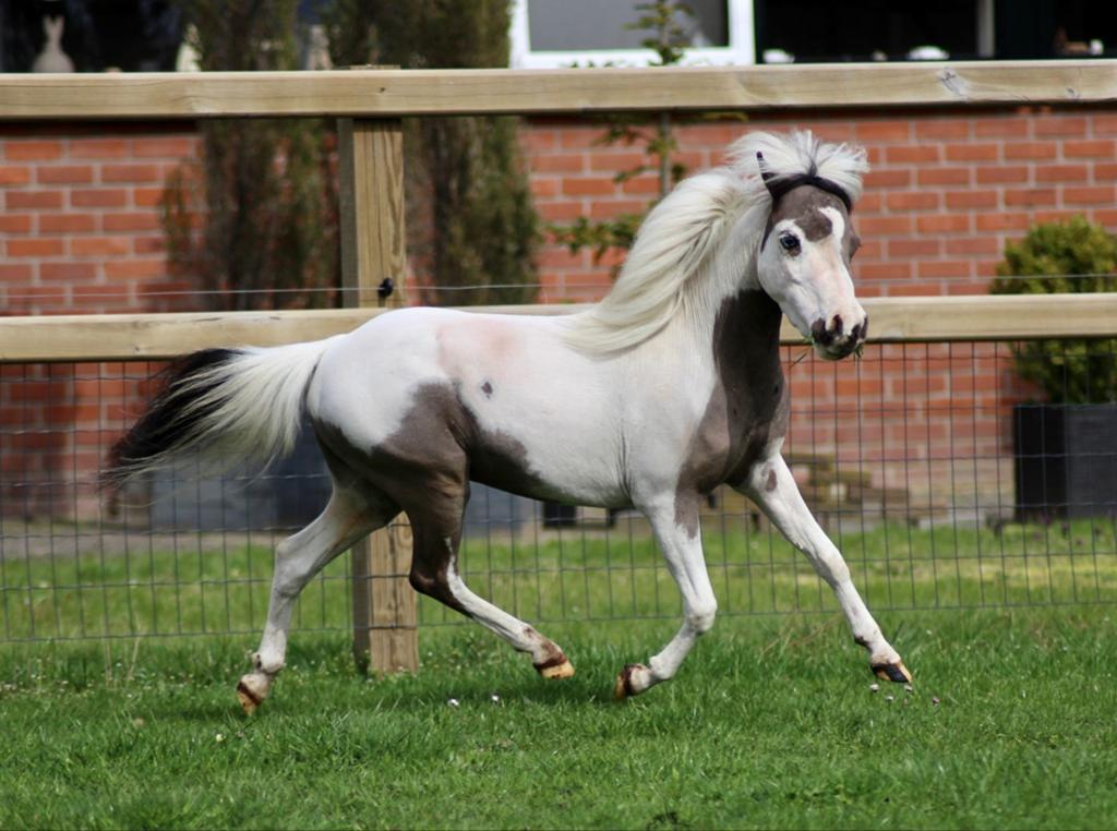 Amha/nmprs hengstje, Animaux & Accessoires, Poneys, Étalon, Ne s'applique pas, Poney de récréation, 3 à 6 ans, Avec pedigree, Avec puce électronique