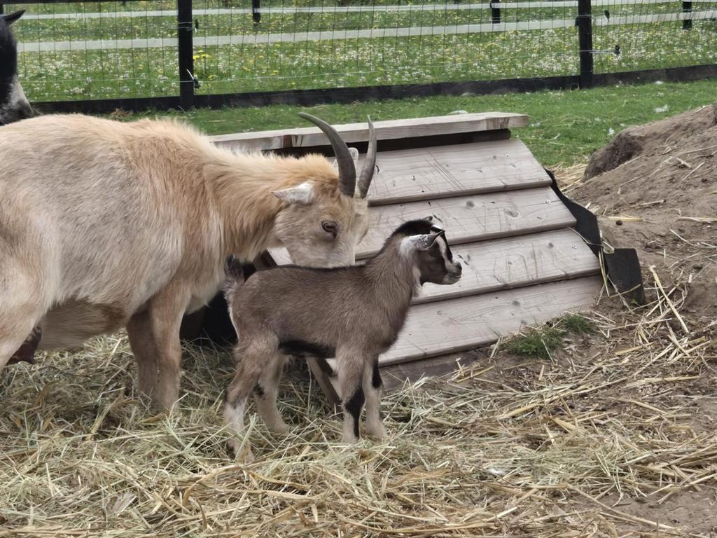 Dwerggeit bokje, Dieren en Toebehoren, Schapen, Geiten en Varkens, Mannelijk, Geit, 0 tot 2 jaar