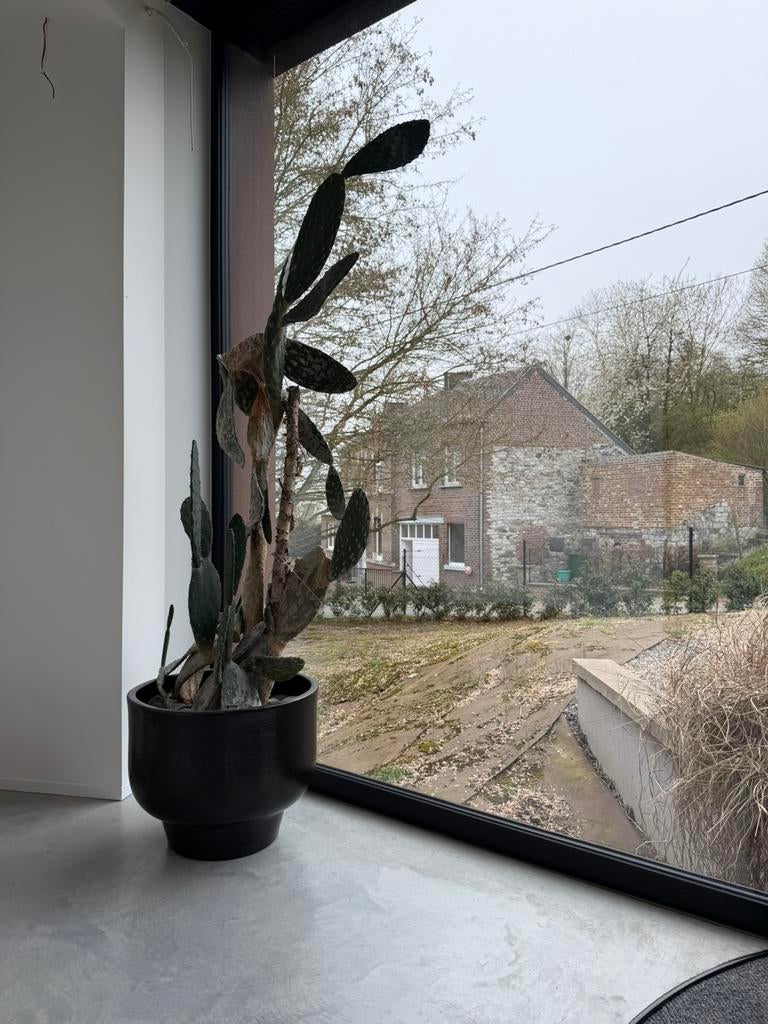 Grand cactus de Sicile 195 cm + grand pot noir design, Enlèvement, Cactus