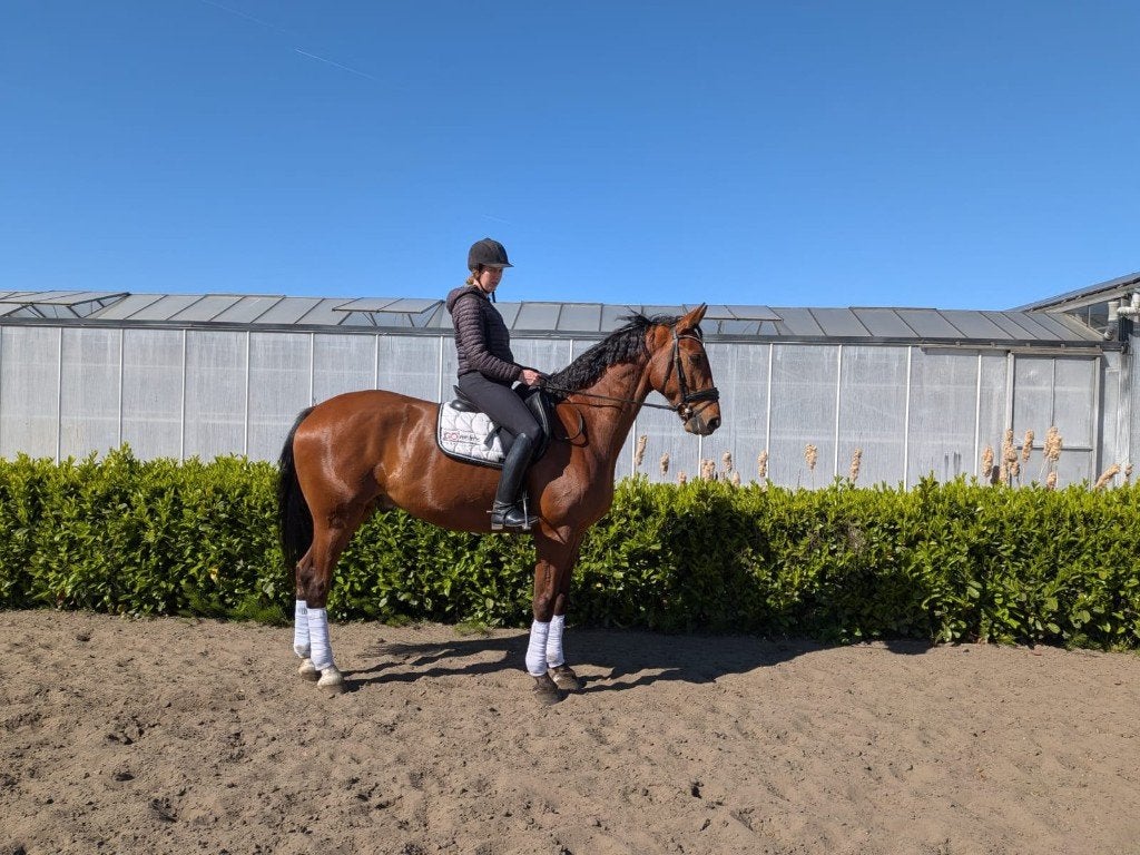 RUDOLF T – 5-jarige dressuurruin – 170 cm, Dieren en Toebehoren, Paarden, Met stamboom, Ruin, M, Dressuurpaard
