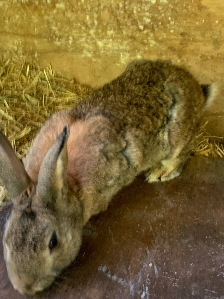 steenkonijnen, Animaux & Accessoires, Lapins, Taille moyenne, Plusieurs animaux, 0 à 2 ans