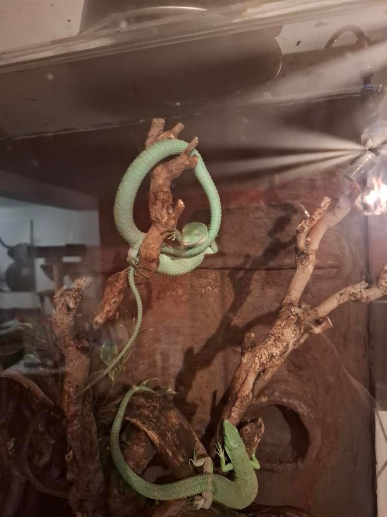Gastropholis prasina - trio, Dieren en Toebehoren, Reptielen en Amfibieën