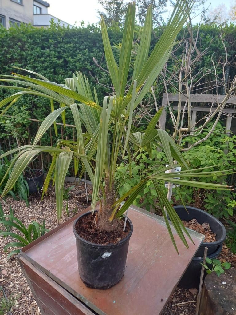 Trachycarpus fortunei, Tuin en Terras, Ophalen