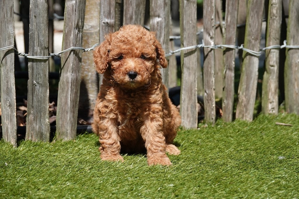 Magnifiques chiots caniches nains abricots, avec pedigree, Animaux & Accessoires, Chiens | Chihuahuas & Chiens de compagnie, Caniche