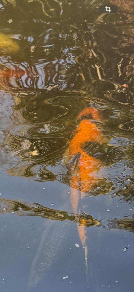 Koi, Carpe ou Koï