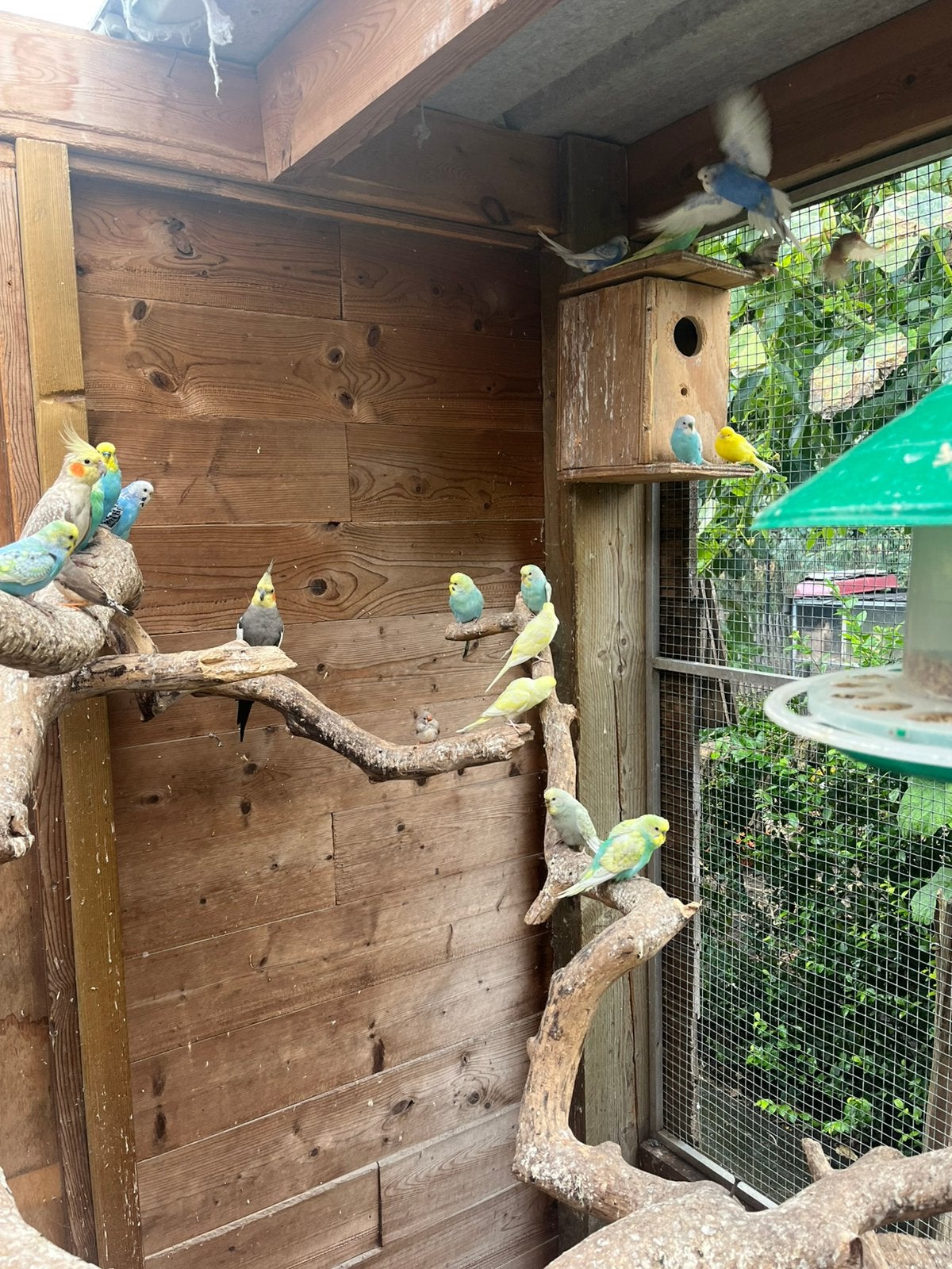 Verschillende grasparkieten, Dieren en Toebehoren